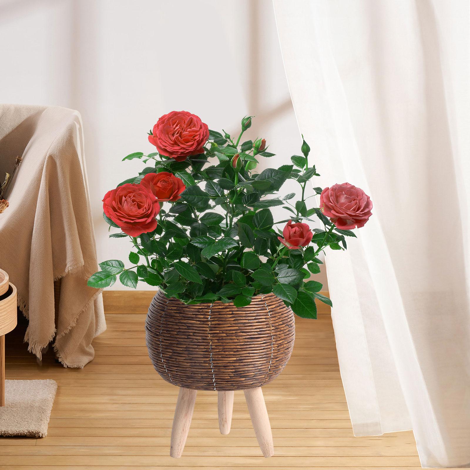 Woven Basket with Stand Indoor - Home Decor Rattan 리뷰 및 가격