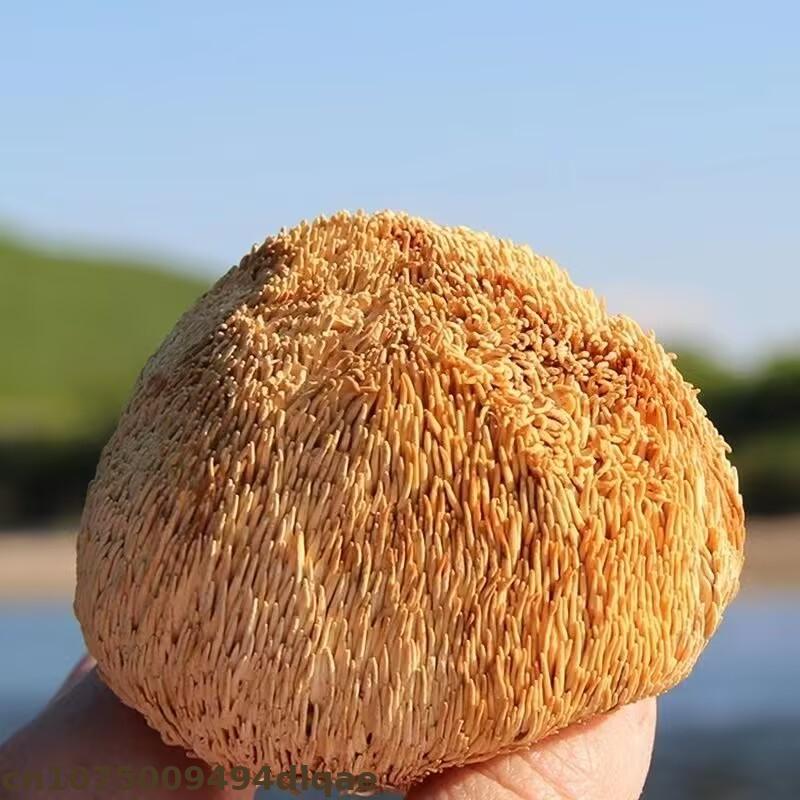 Premium Dried Lion's Mane Mush - Home Decor Rattan 리뷰 및 가격