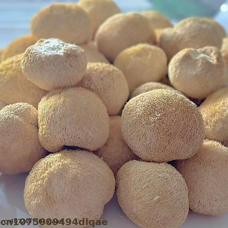 Premium Dried Lion's Mane Mush - Home Decor Rattan 리뷰 및 가격